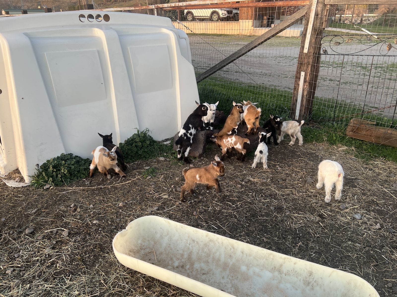 Baby Nigerian Dwarf Goats Born In March