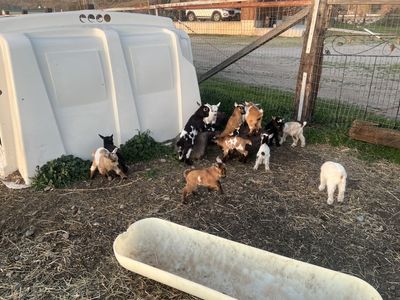 Baby Nigerian Dwarf Goats Born In March