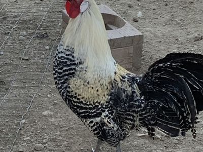 Free Rooster