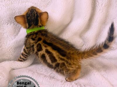 Bengal Purebred kitten