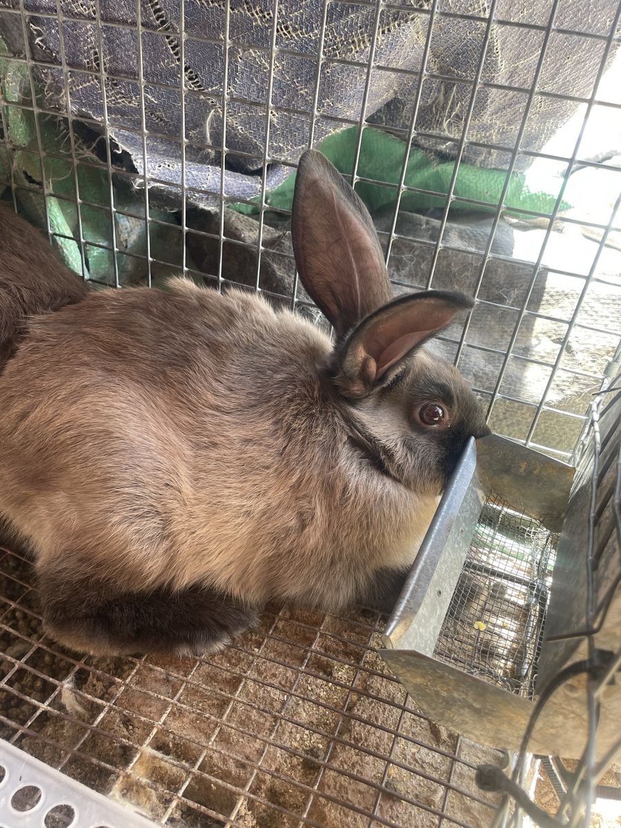 New Zealand/ Rex rabbits