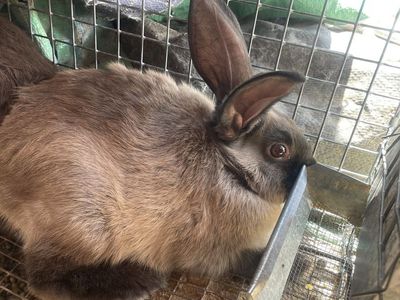 New Zealand/ Rex rabbits