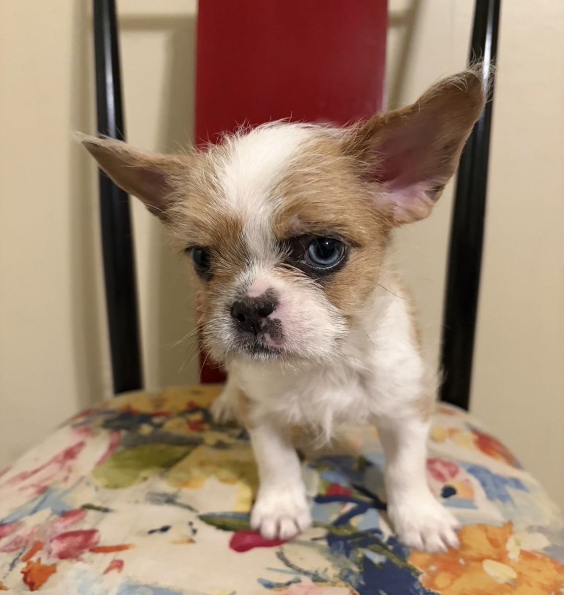 One female cute adorable French bulldog mixed puppy