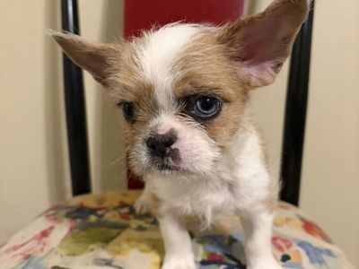 One female cute adorable French bulldog mixed puppy