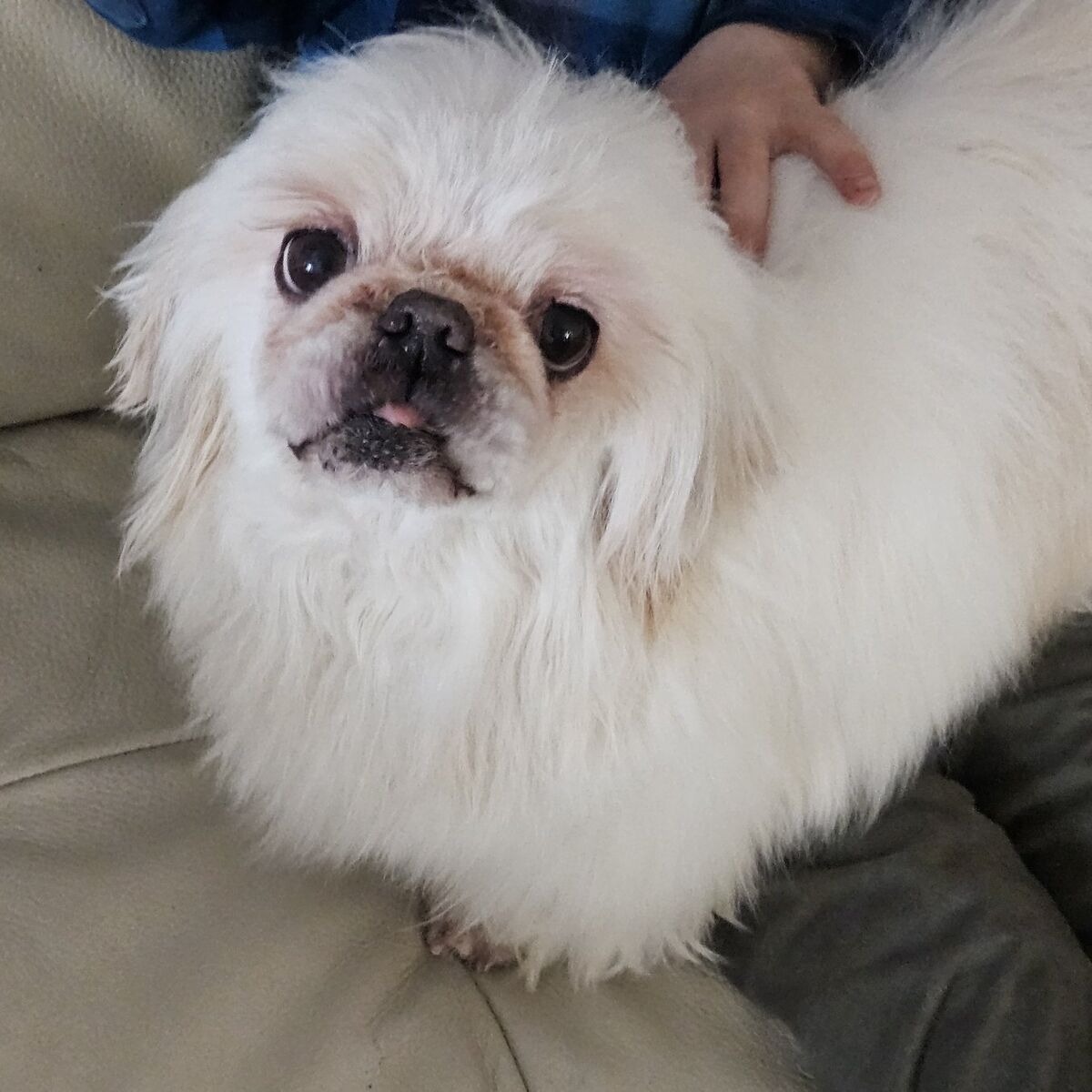 Shih Tzu Pekingese male