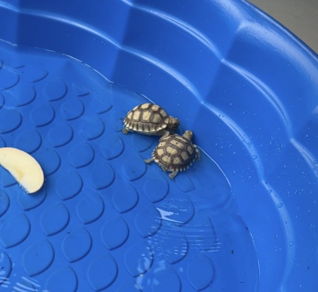 Baby Sulcata Tortoises - Healthy & Active Reptiles for Your Home