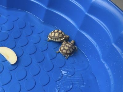Baby Sulcata Tortoises - Healthy & Active Reptiles for Your Home