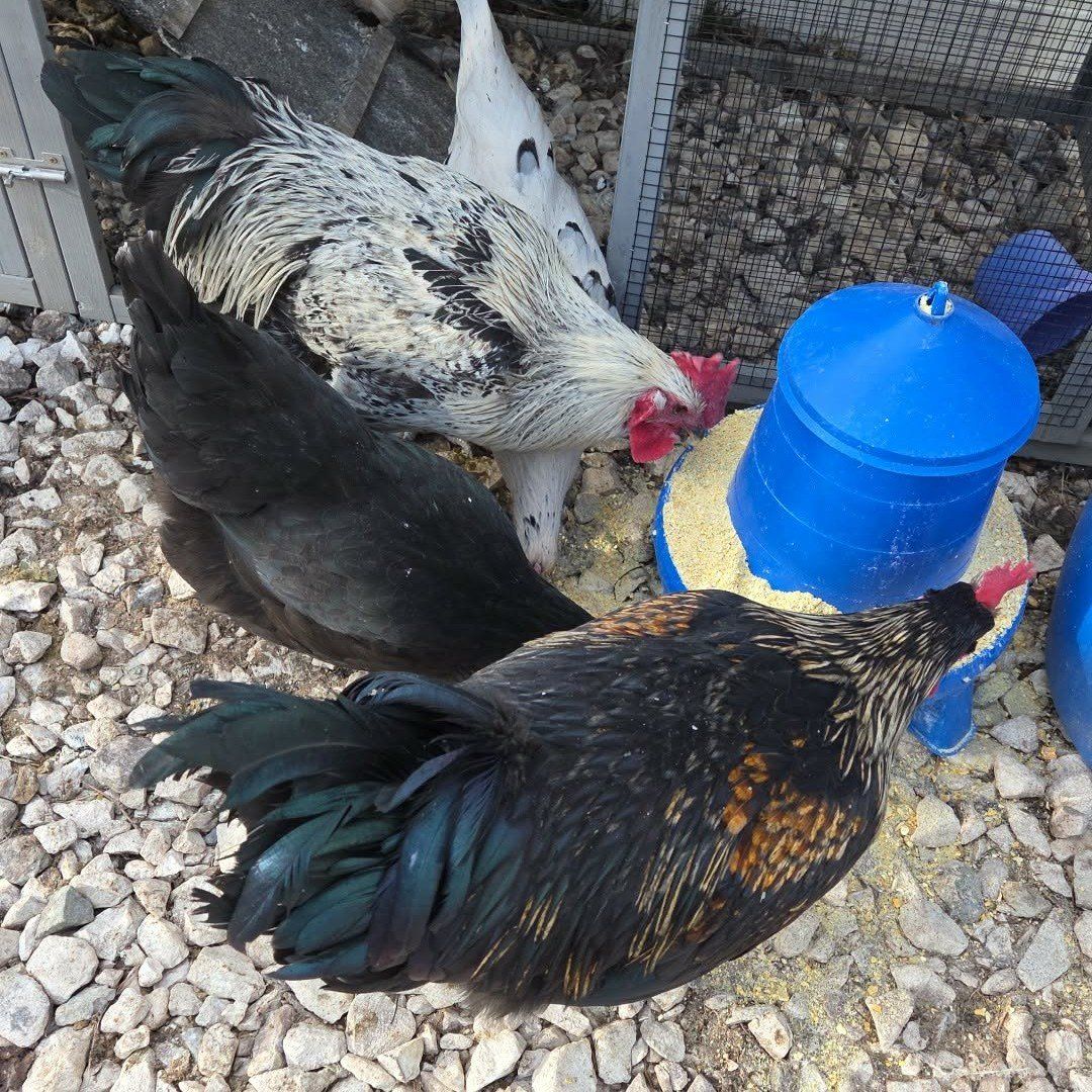 Rooster chicken 5 months old Orem