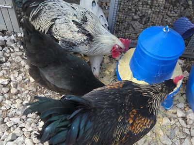 Rooster chicken 5 months old Orem