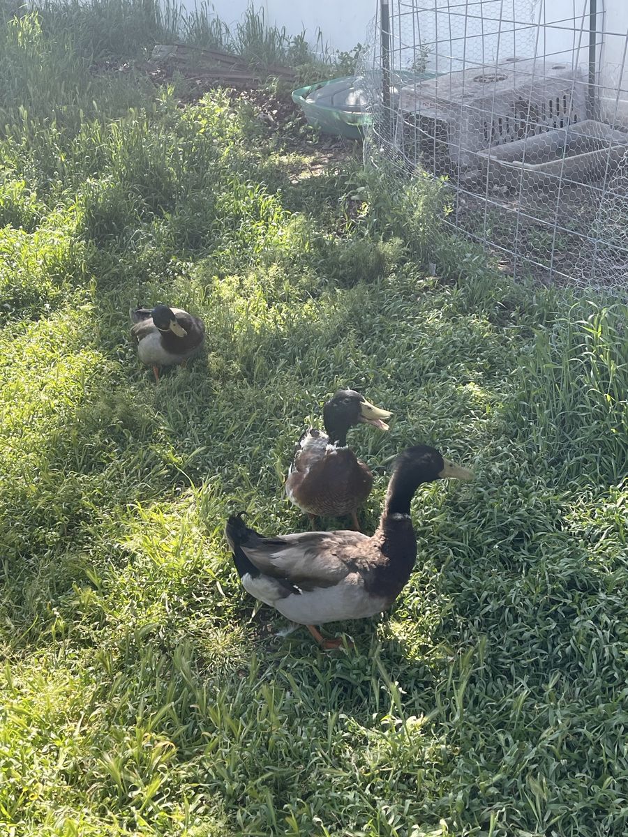 Free Ducks