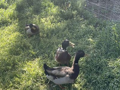 Free Ducks