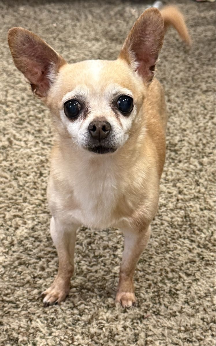 Purebred Reindeer chihuahua