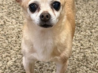 Purebred Reindeer chihuahua