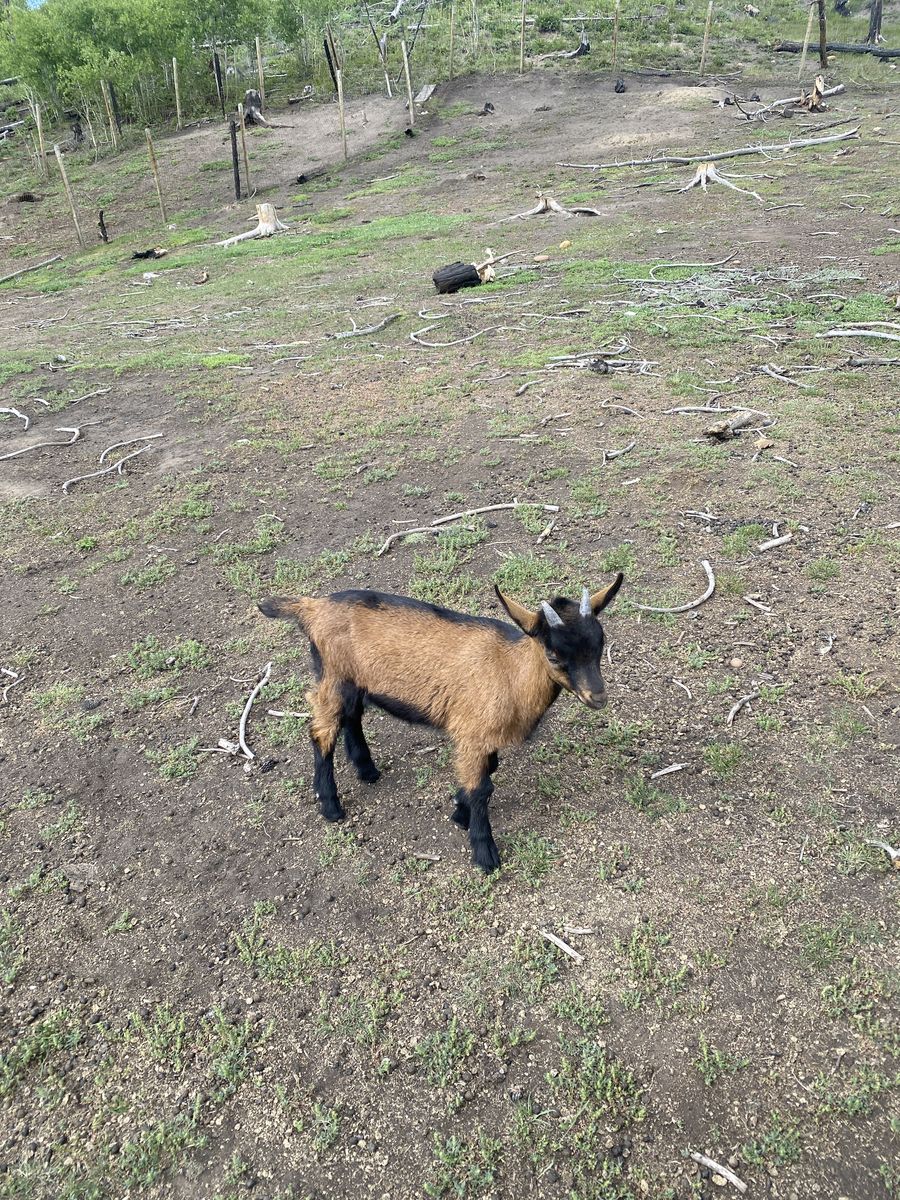 Oberhasli Buck Goat