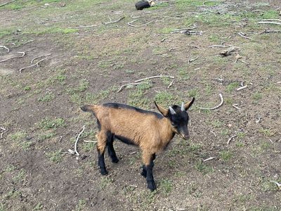 Oberhasli Buck Goat