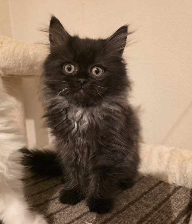 75% Persian kittens! (2 m.o.)