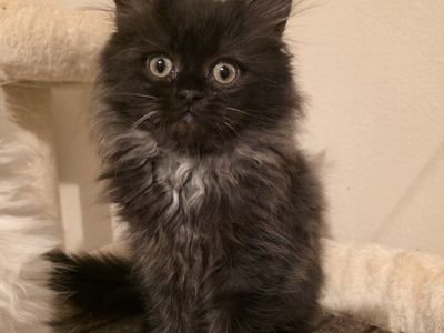 75% Persian kittens! (2 m.o.)