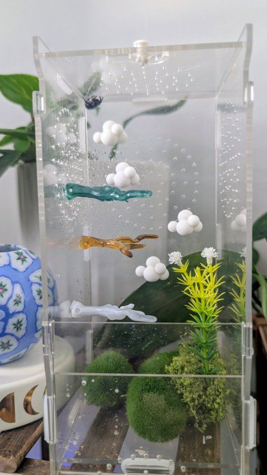 Jumping spider enclosure, accessories & Female bold spider