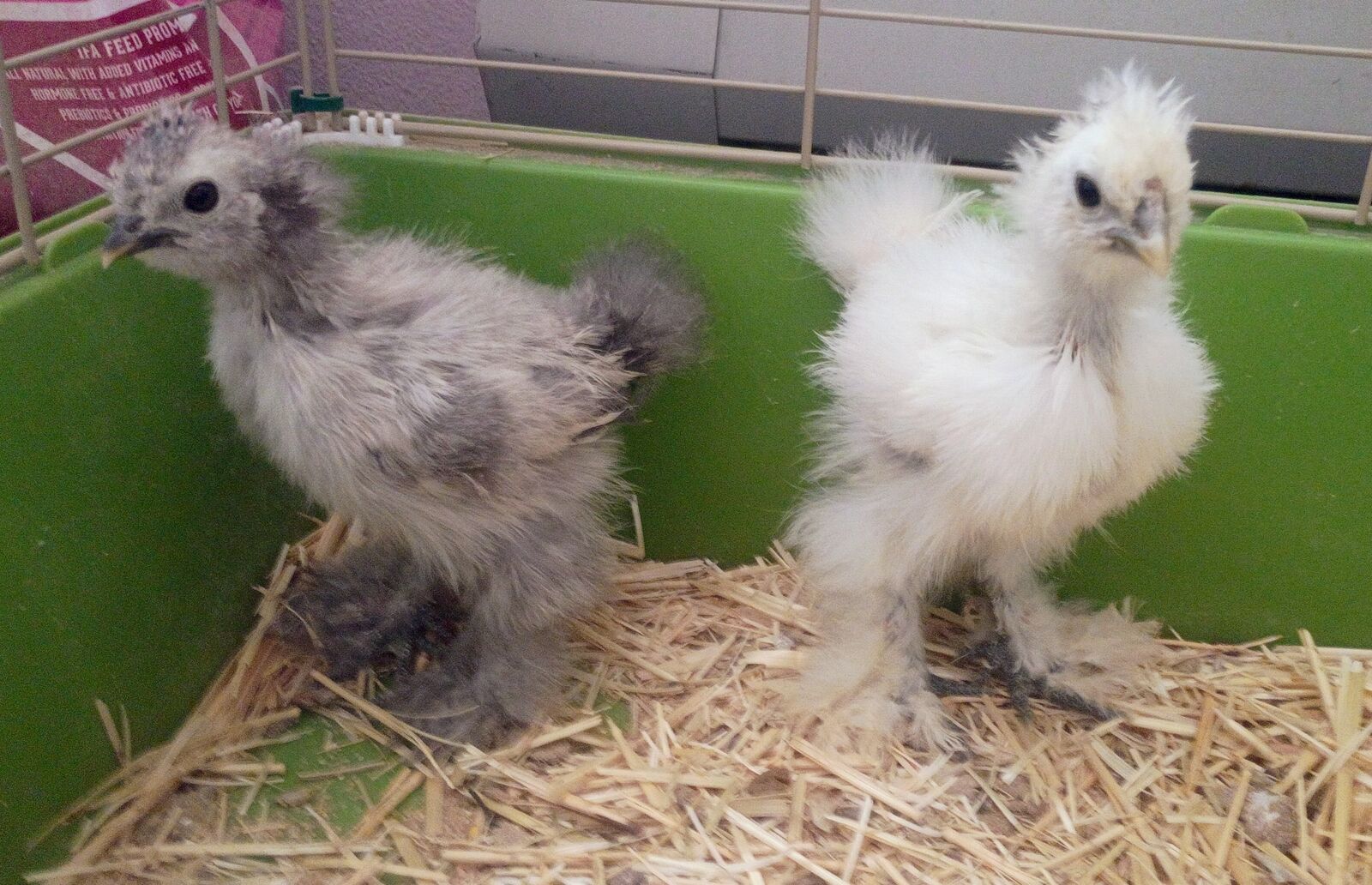 Silkie Chicks