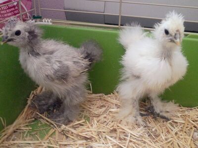 Silkie Chicks