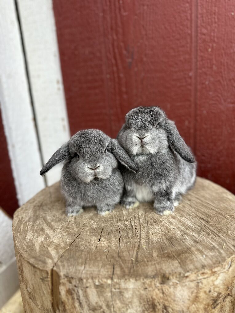 Pedigreed Holland Lop