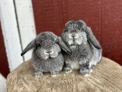 Pedigreed Holland Lop