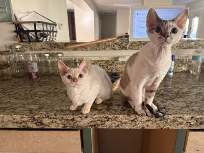 Devon Rex Cats Rare