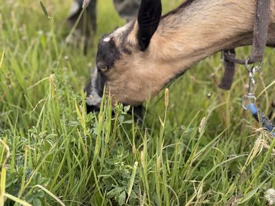Beautiful Registered Alpine Milk Goat