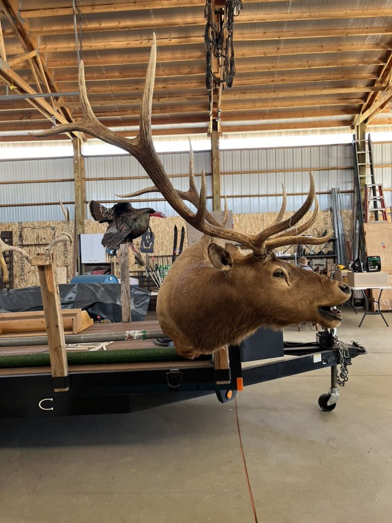 Elk Mount