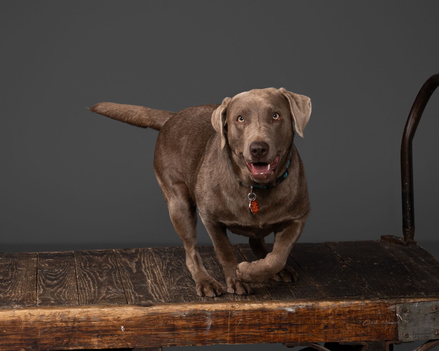 3 year old female silver lab