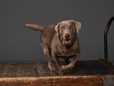 3 year old female silver lab