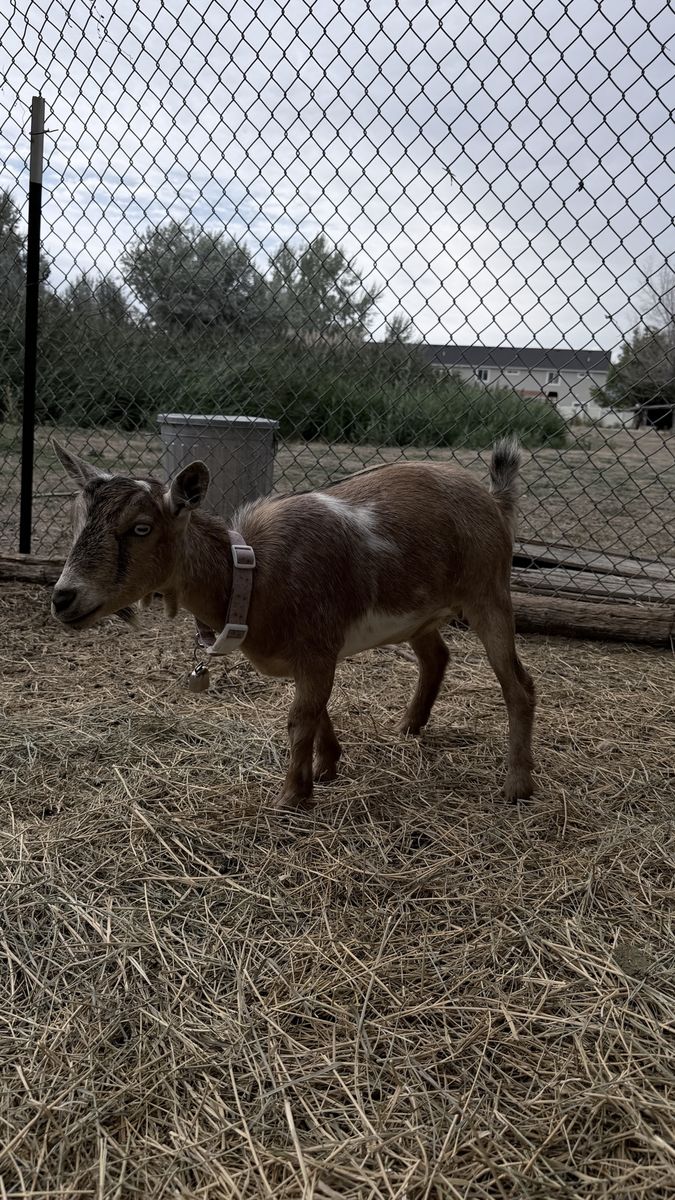 Nigerian dwarf goats 