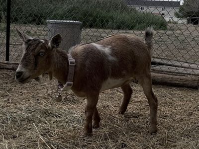 Nigerian dwarf goats