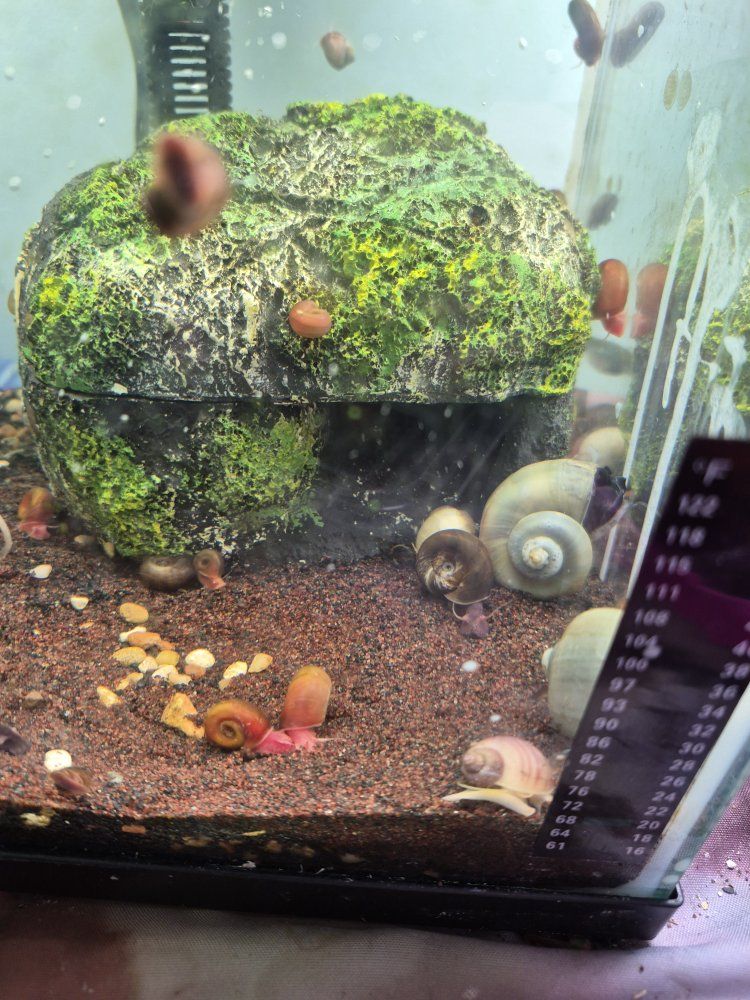 Mystery Snails for Aquarium - Pond Snails Pest Control& Ramshorn snails for cleanup!