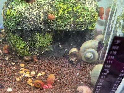 Mystery Snails for Aquarium - Pond Snails Pest Control& Ramshorn snails for cleanup!