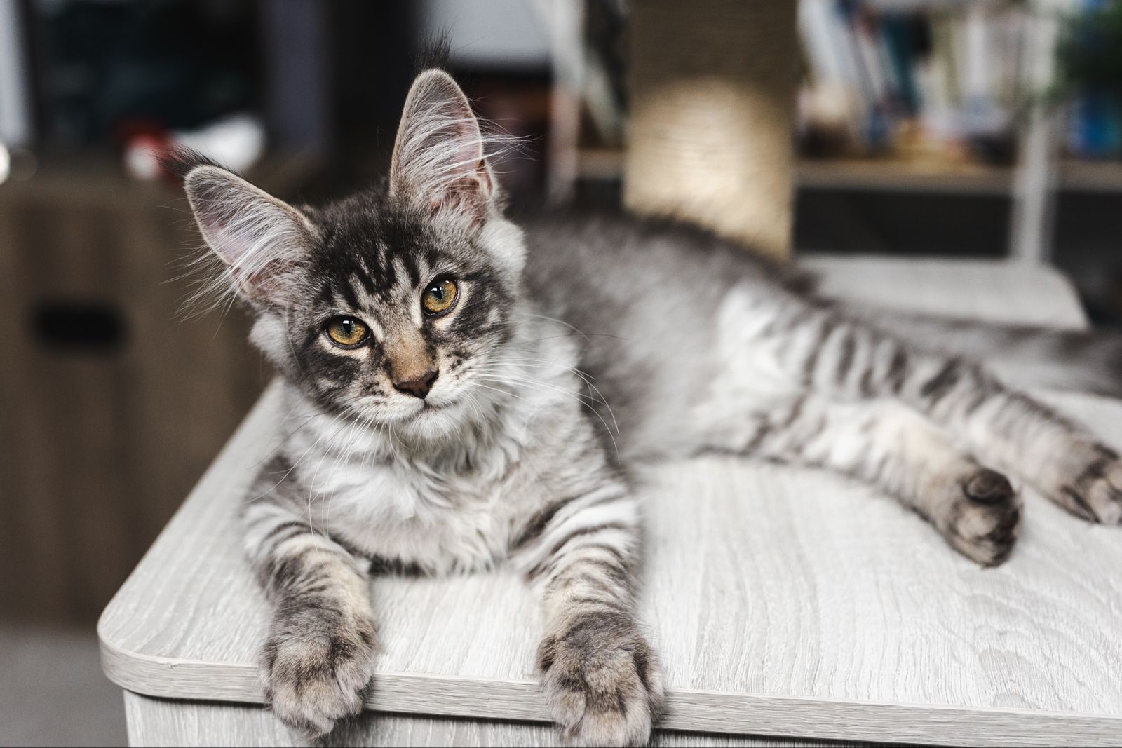 TICA Maine Coon Kitten - black silver mackerel tabby