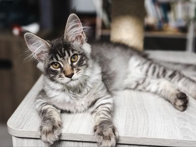 TICA Maine Coon Kitten - black silver mackerel tabby