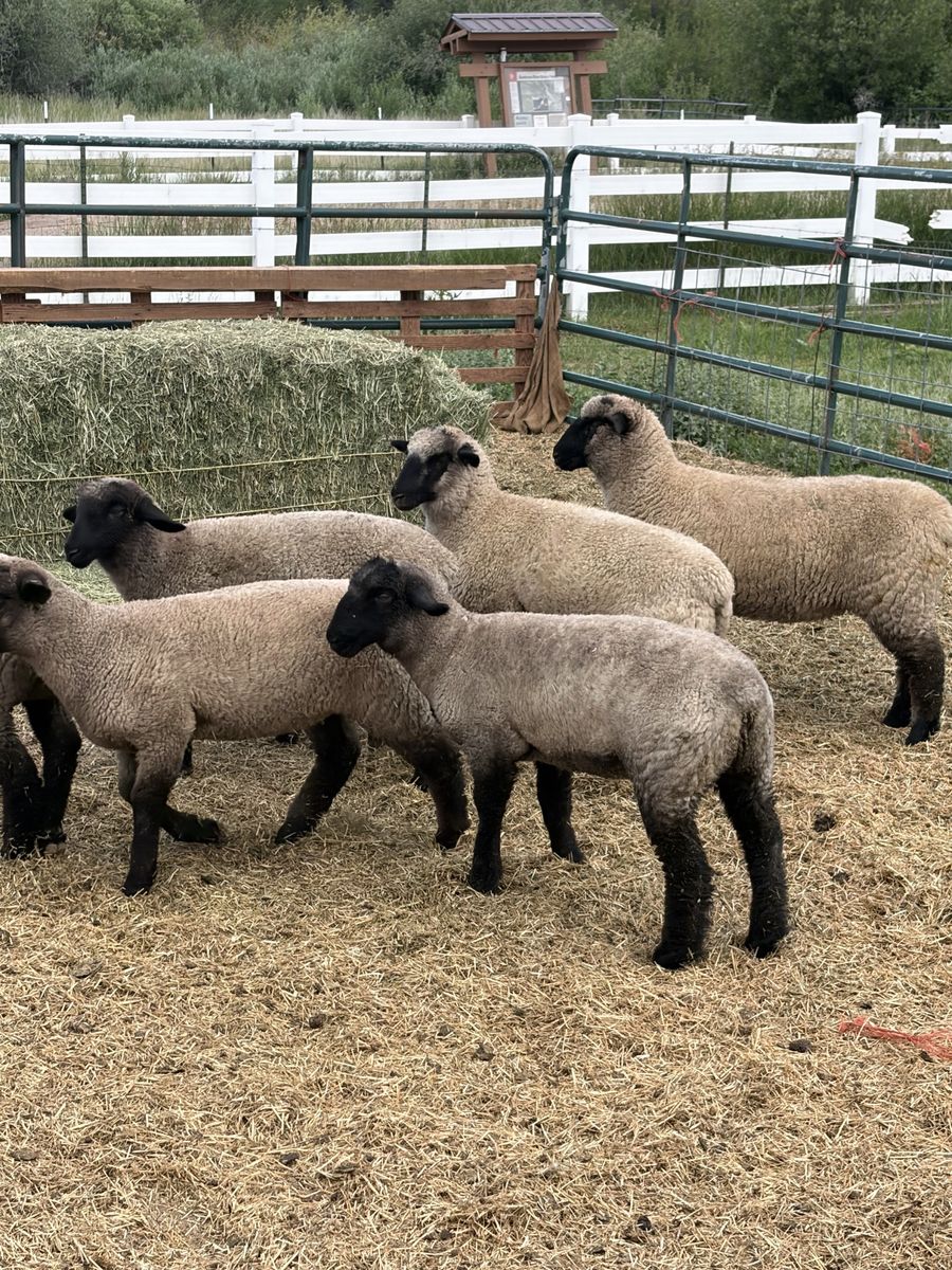 9 March Born Suffolk/Hamp Cross Ewe Lambs