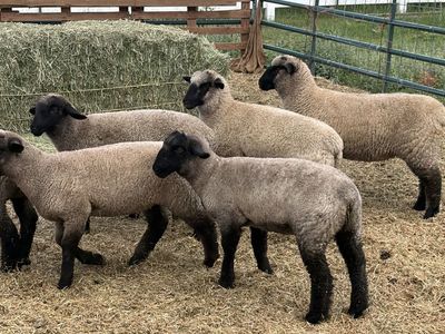 9 March Born Suffolk/Hamp Cross Ewe Lambs