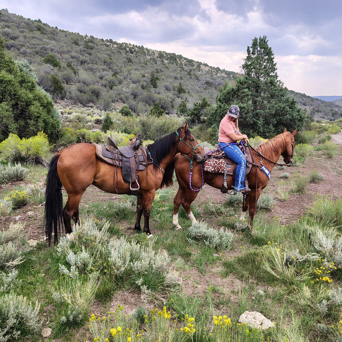 Fancy 2yr old grade gelding