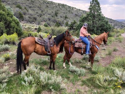 Fancy 2yr old grade gelding