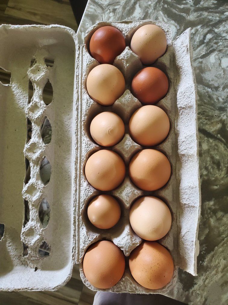 Fresh Farm Eggs - Carton of 12 Brown Eggs