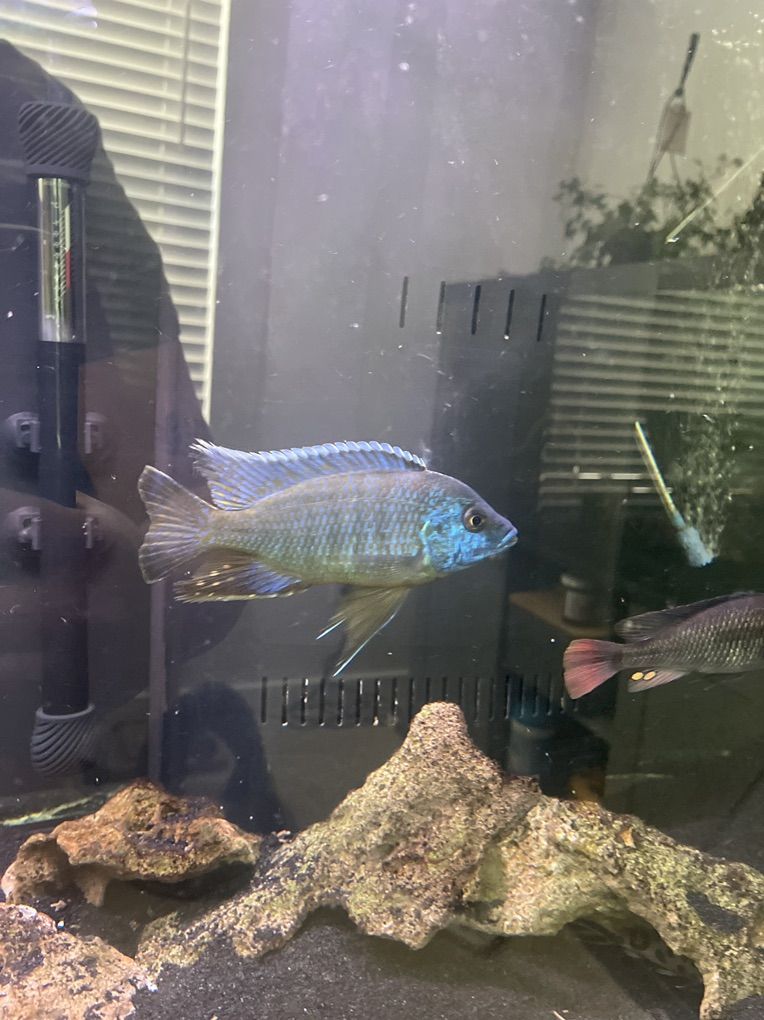 4.5 male peacock For Sale