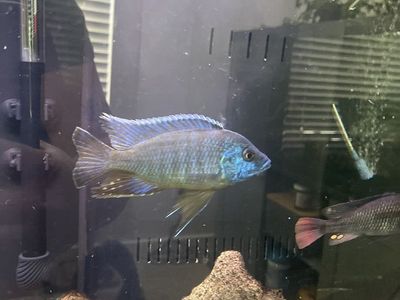 4.5 male peacock For Sale