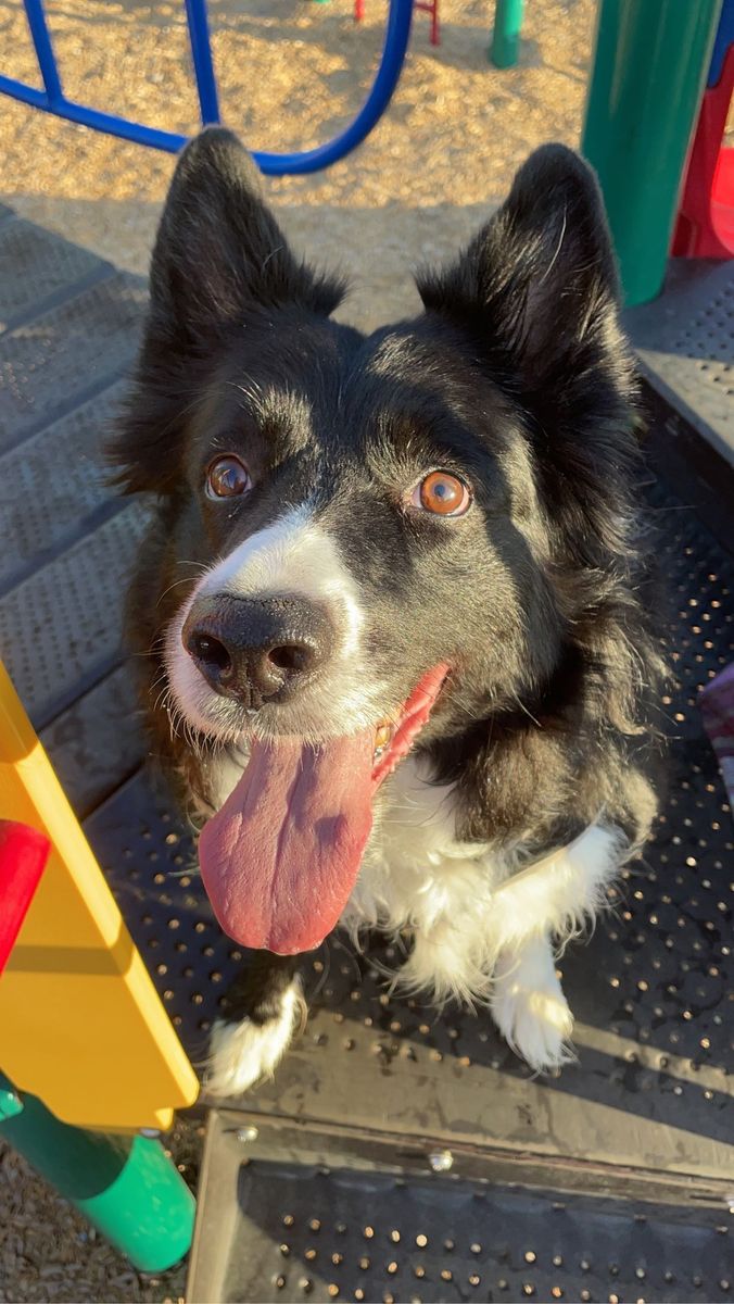 Senior Dog Needs Home