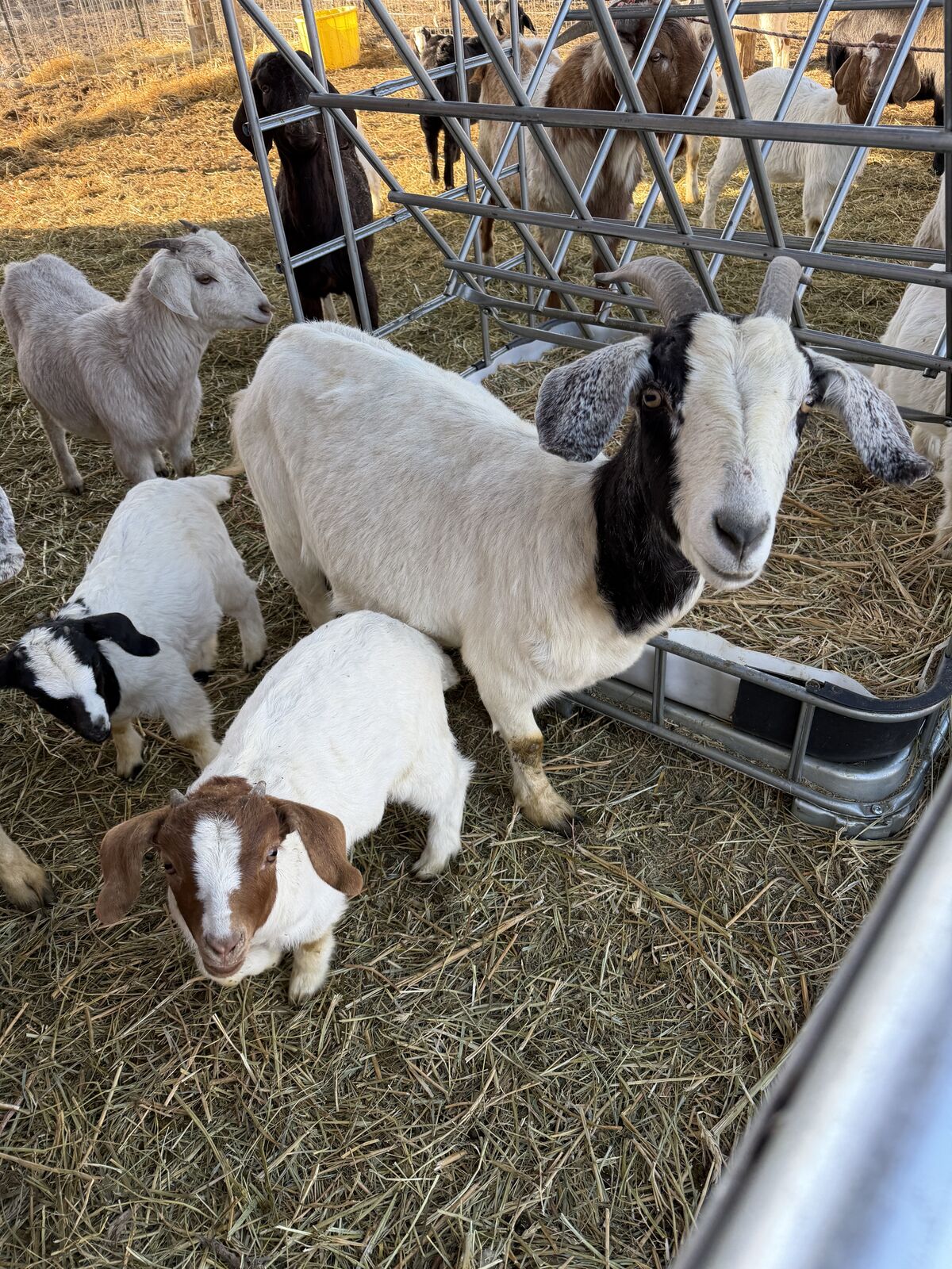 Spanish Nubian X Boer Bred Nanny With Kids