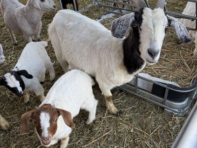 Spanish Nubian X Boer Bred Nanny With Kids