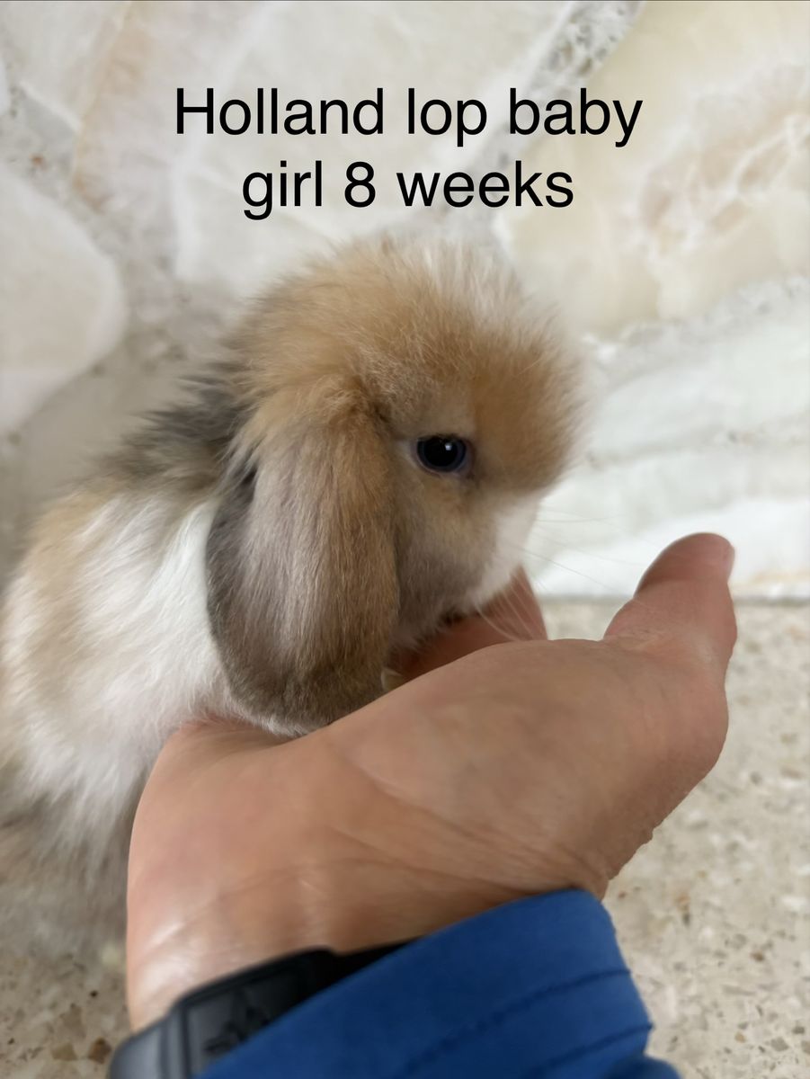 Holland Lop Baby Girl Rabbit - 8 Weeks Old
