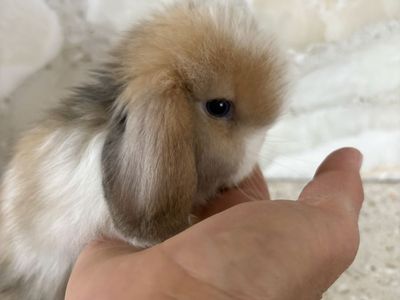 Holland Lop Baby Girl Rabbit - 8 Weeks Old
