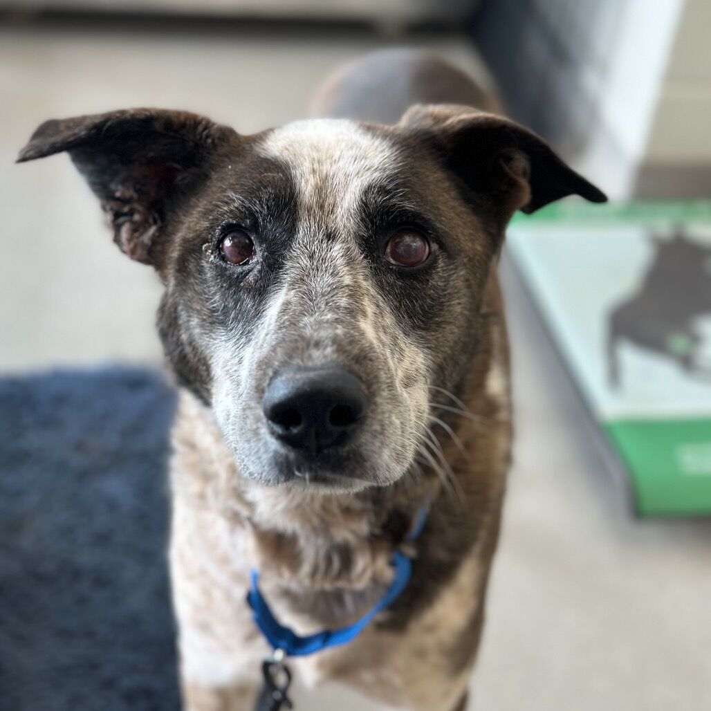 Hello my name is Tweetie